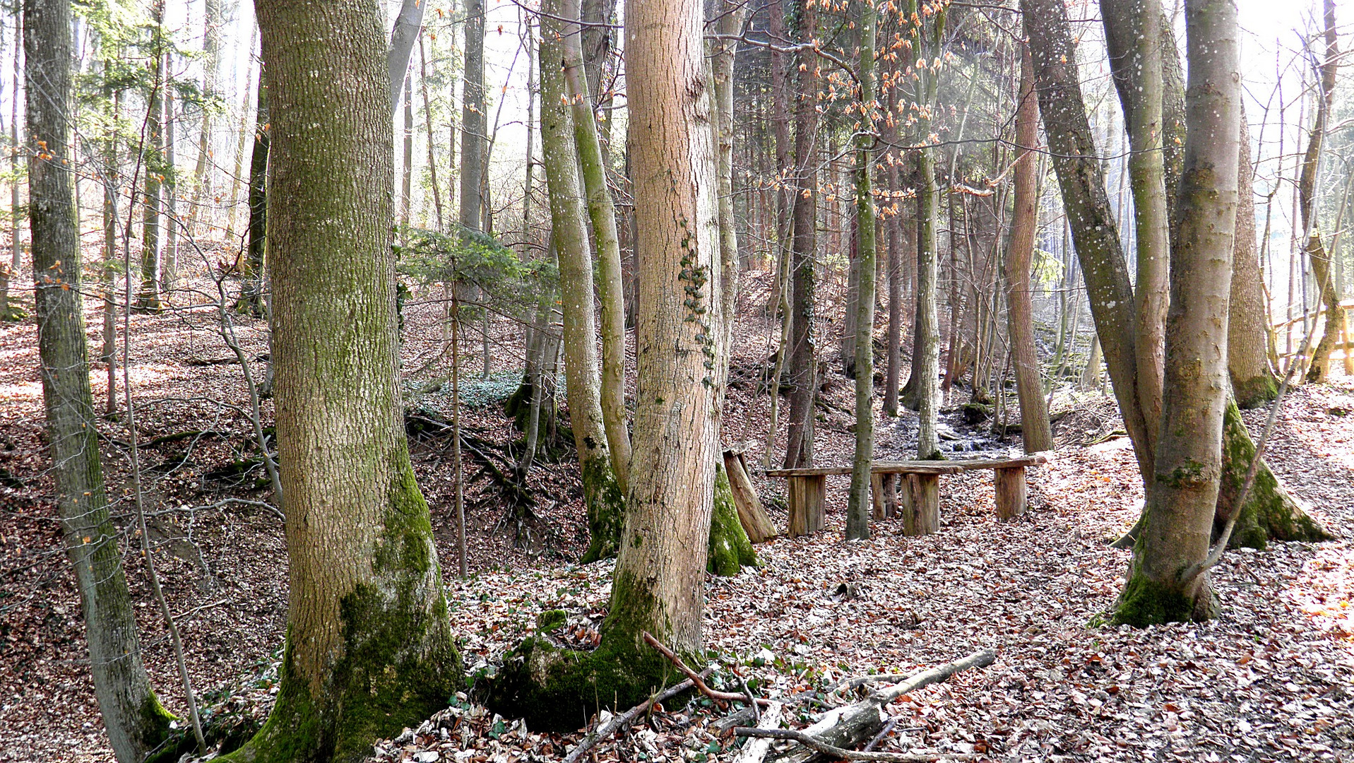 im Wald 1