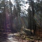 Im Wald 1