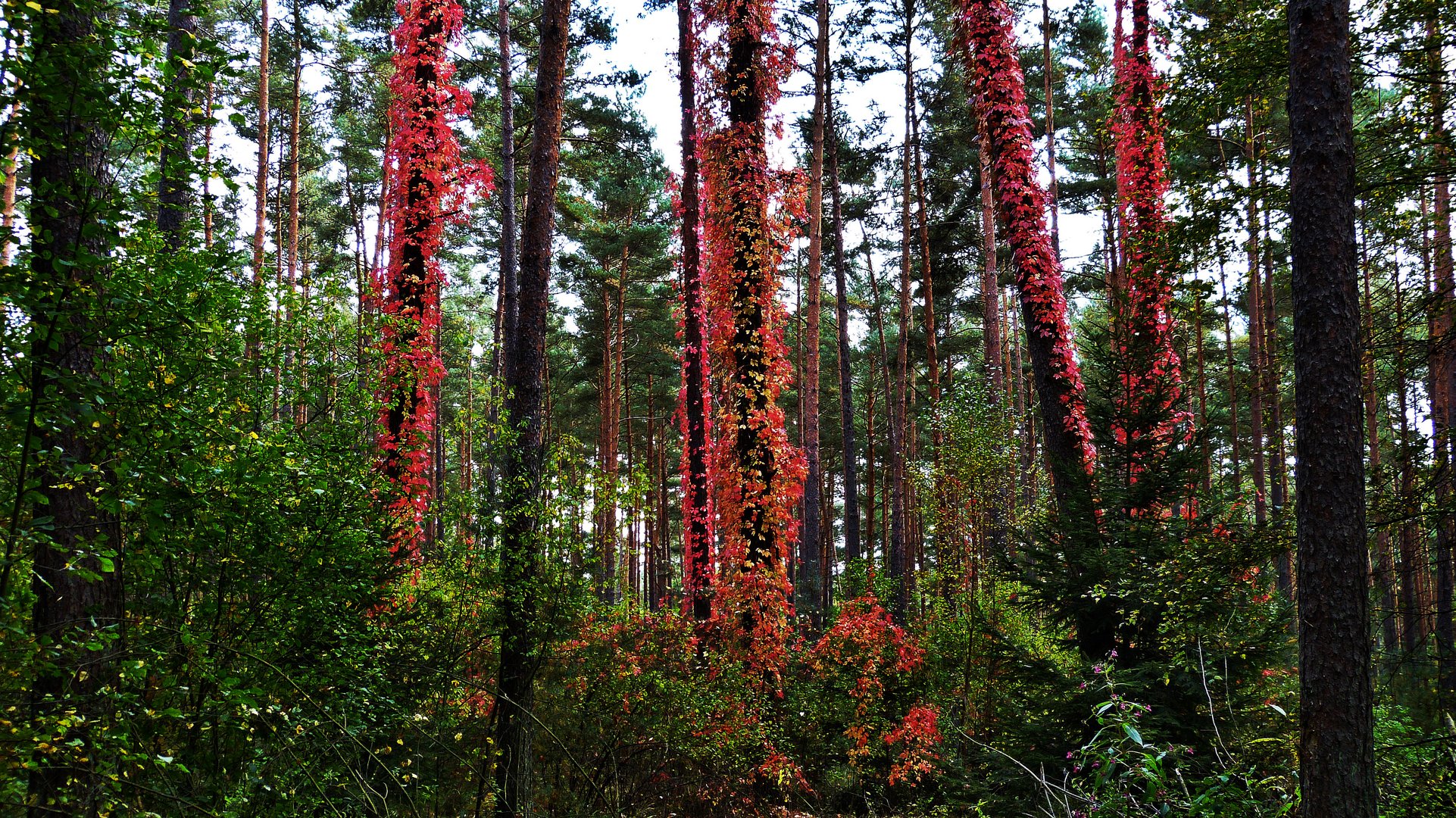 Im Wald 1