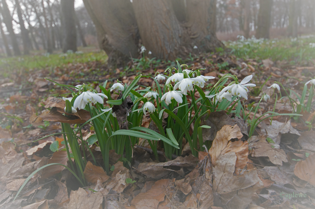 Im Wald (1)