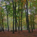 Im Wald (1)