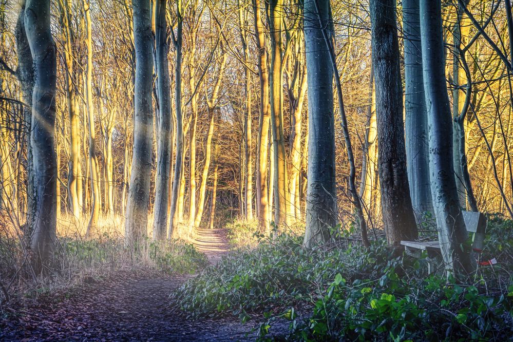 Im Wald #1 (Schwedeneck)