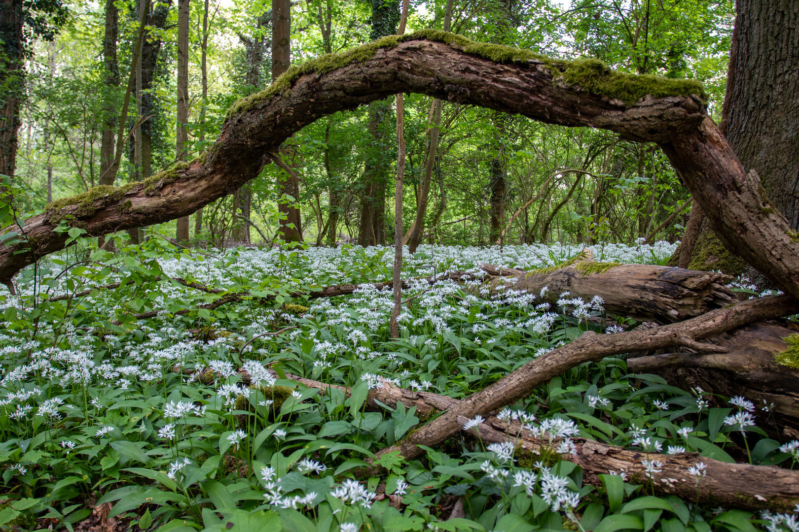 Im Wald 