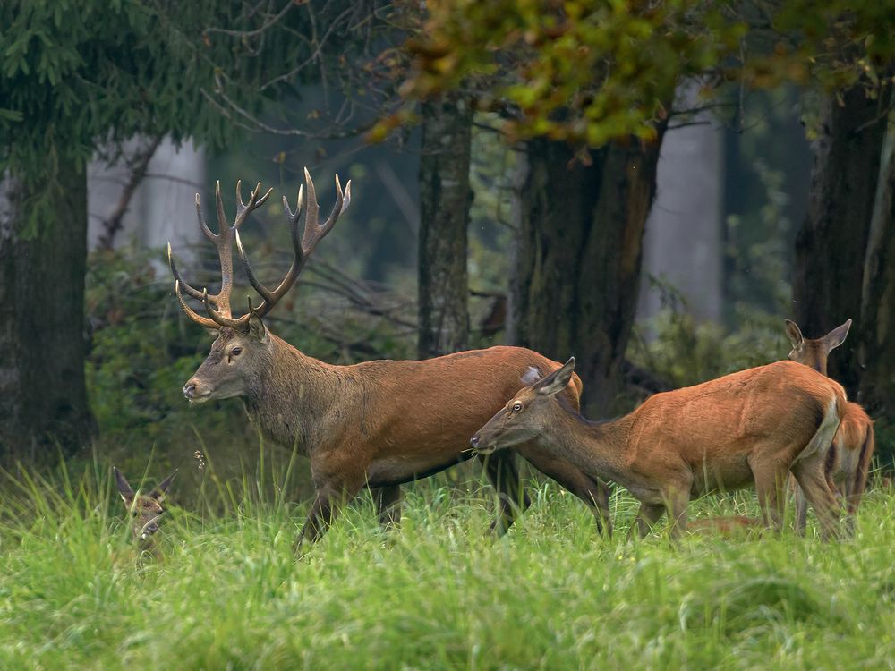 Im Wald