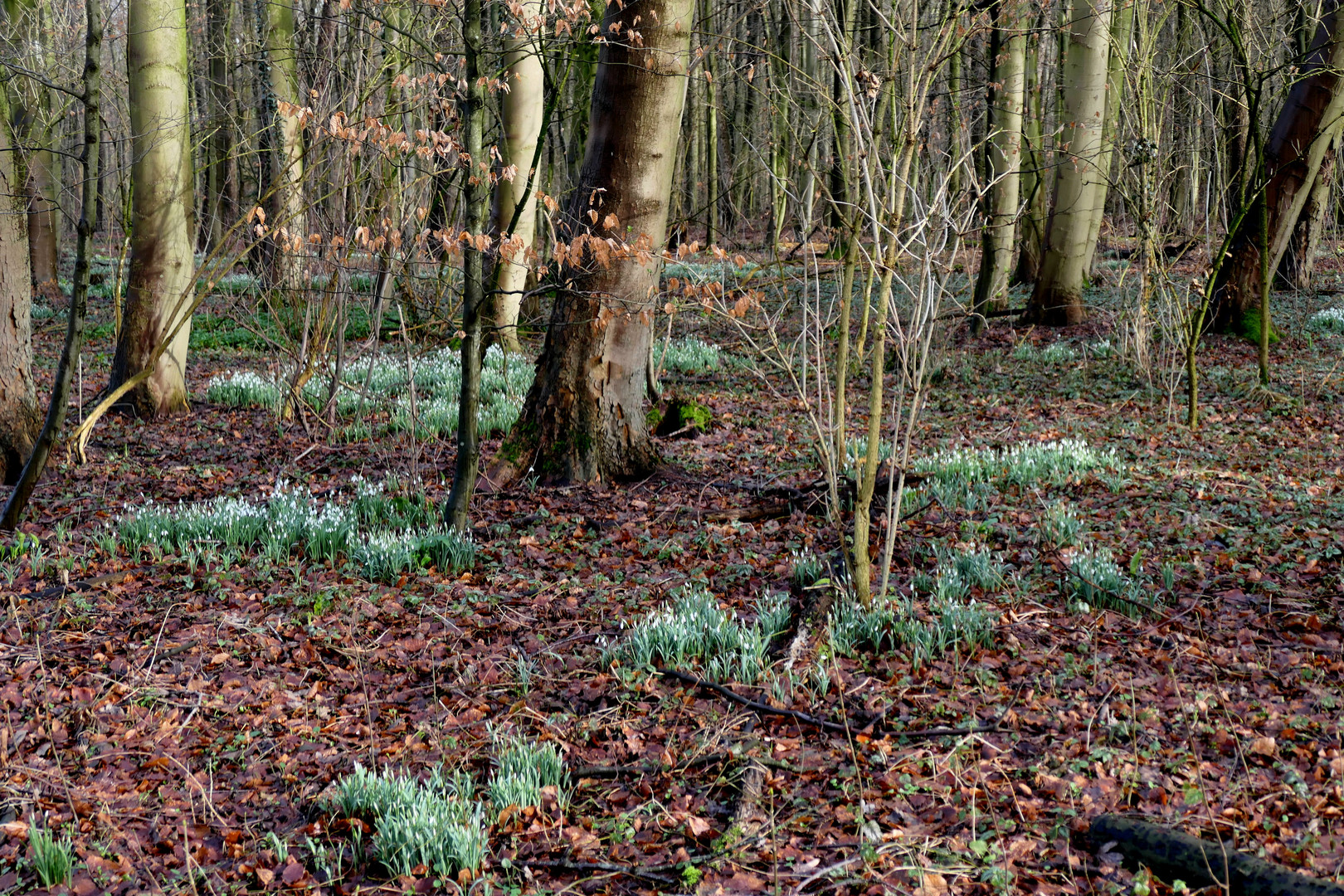 Im Wald