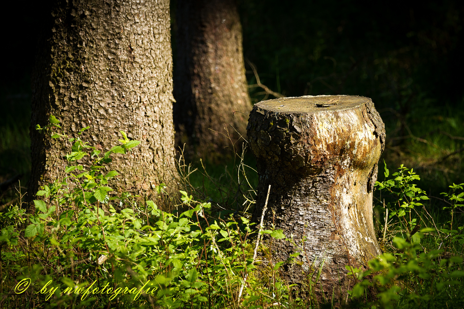 im Wald