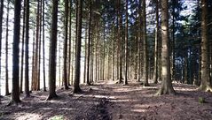 im Wald ...