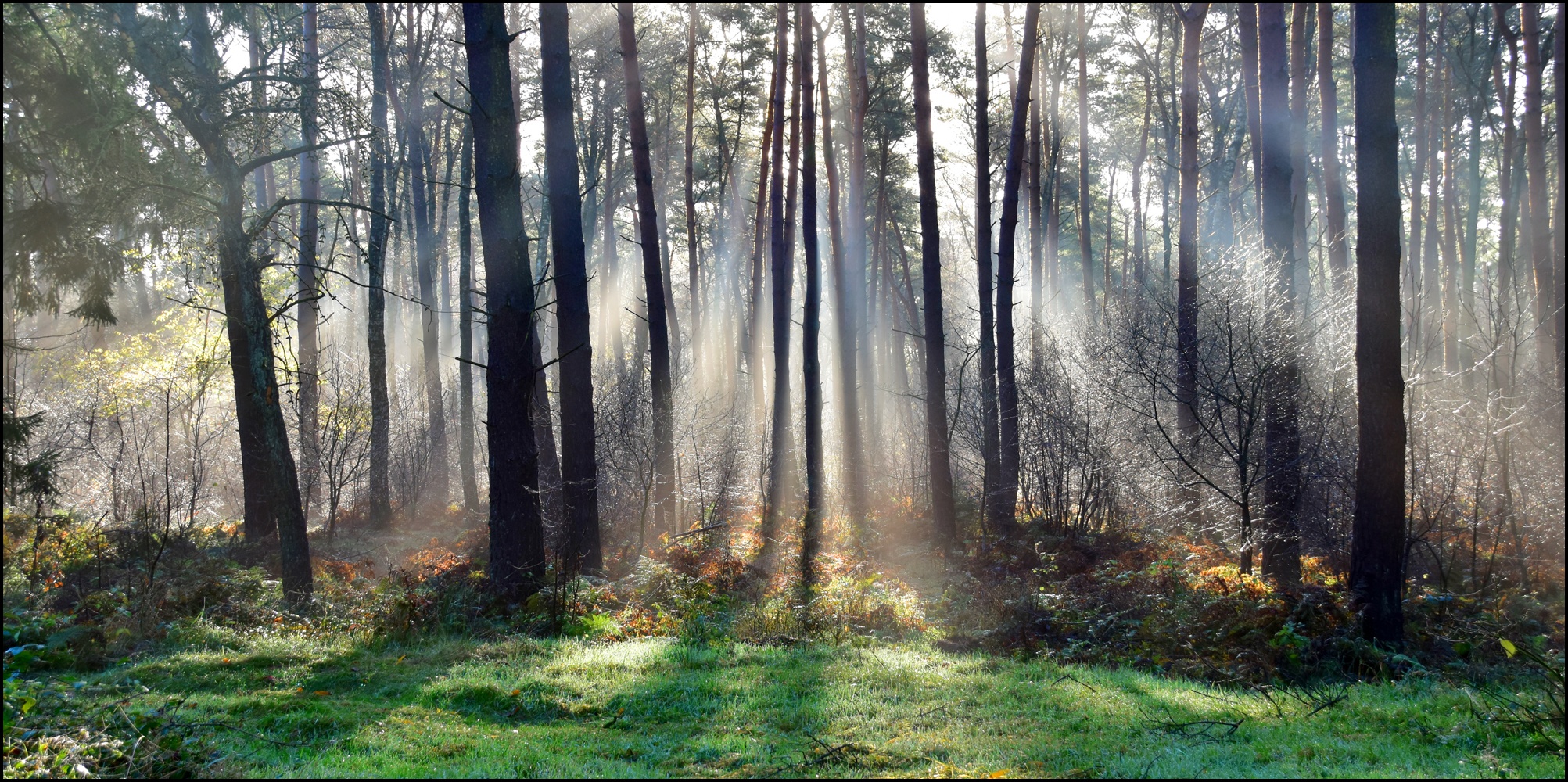 Im Wald