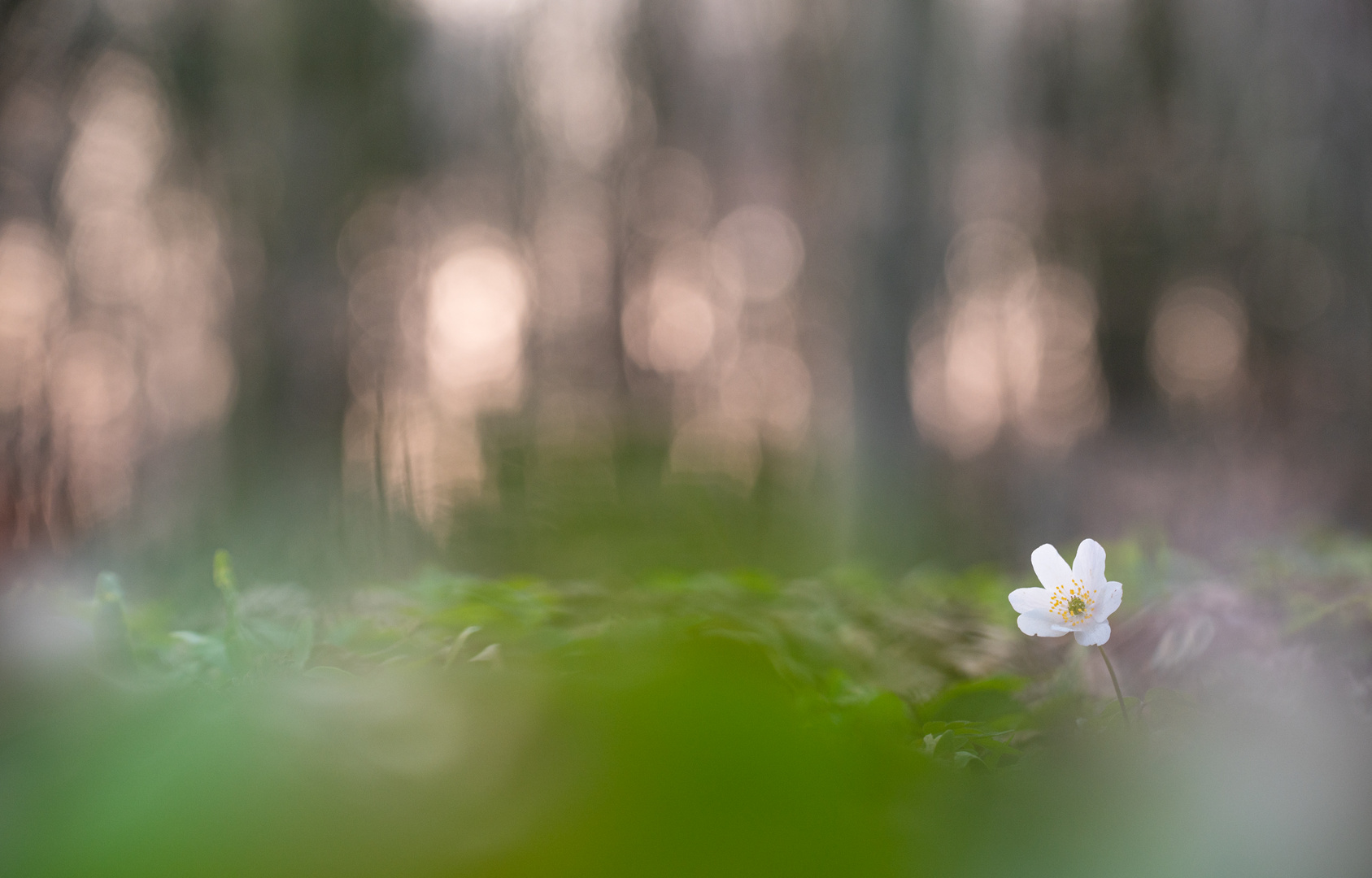 ____im Wald_______