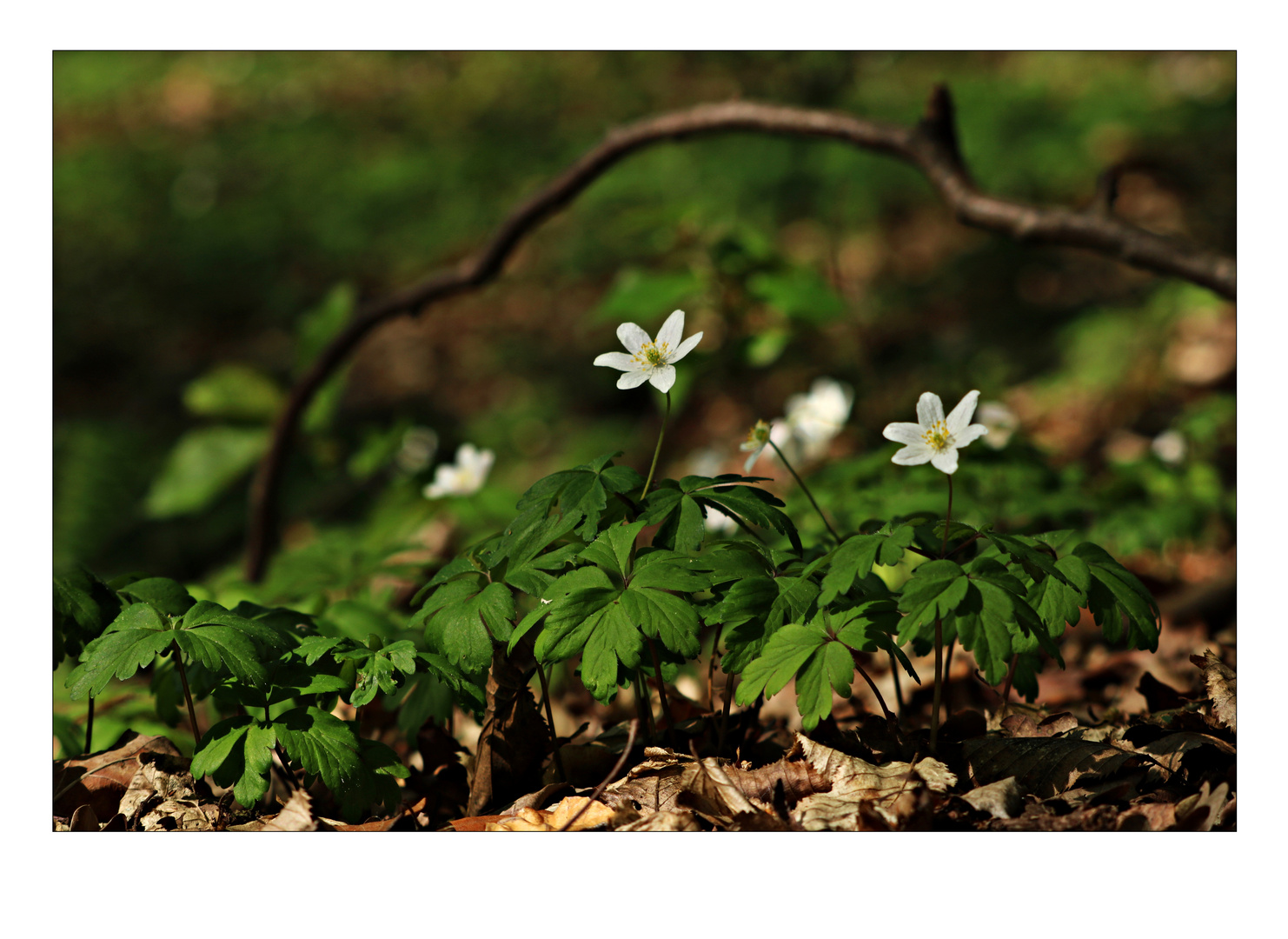 Im Wald