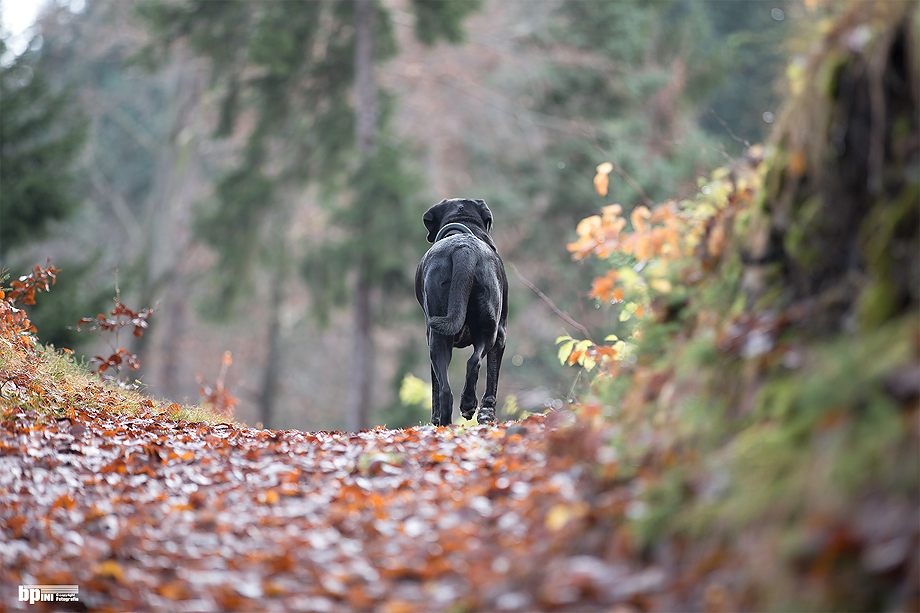 Im Wald 2