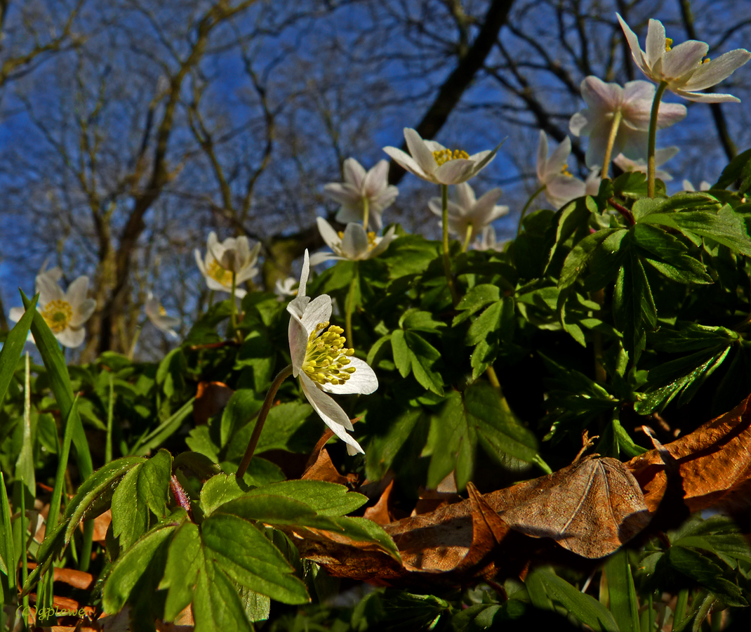 Im Wald (2)