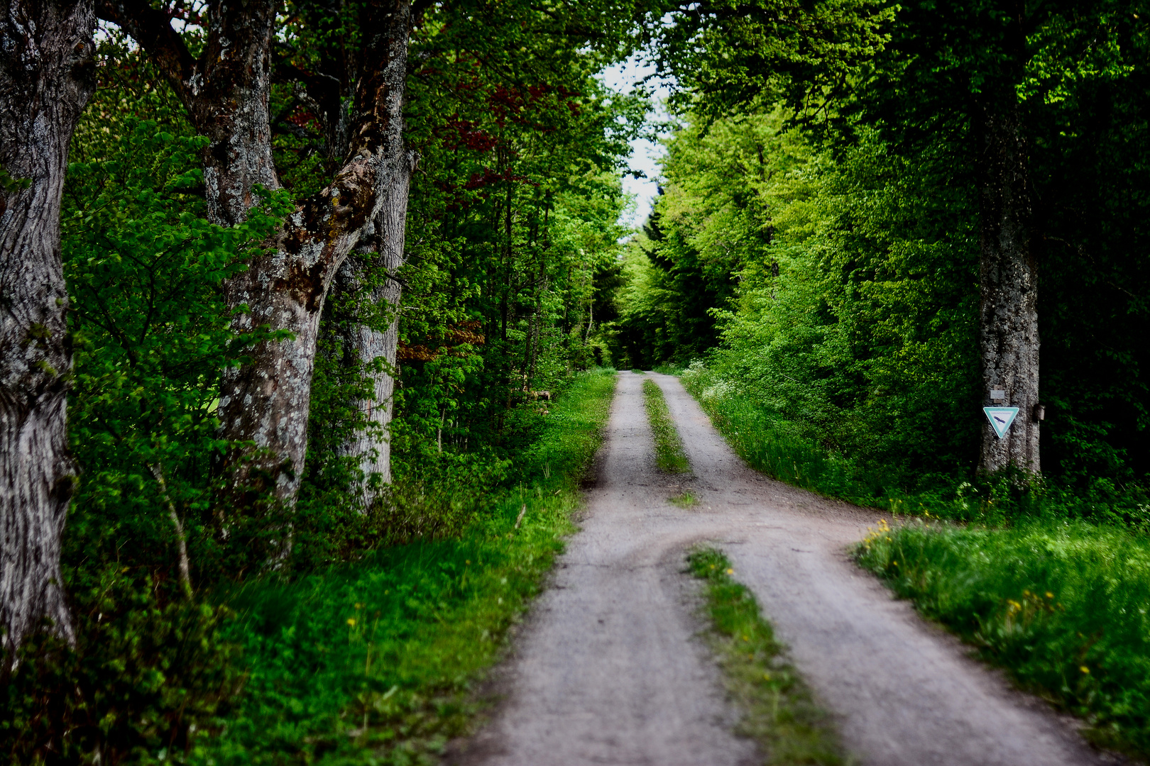 Im Wald 2