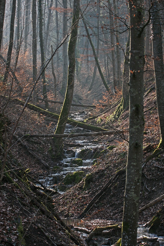 Im Wald 2