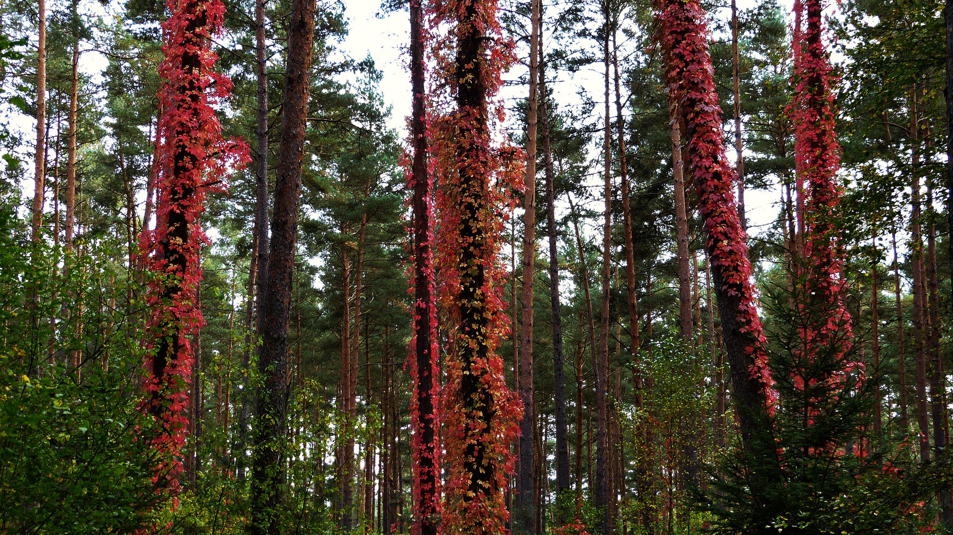 Im Wald 2