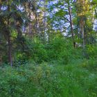 im Wald, 2