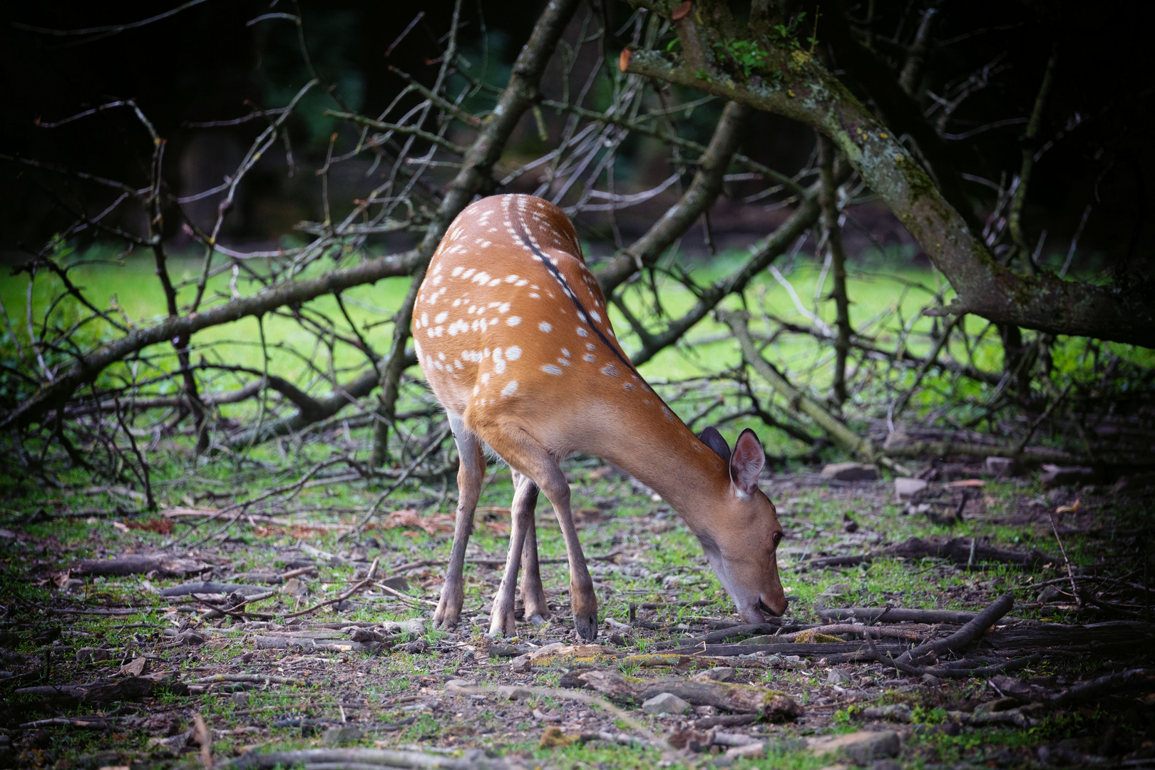 im Wald