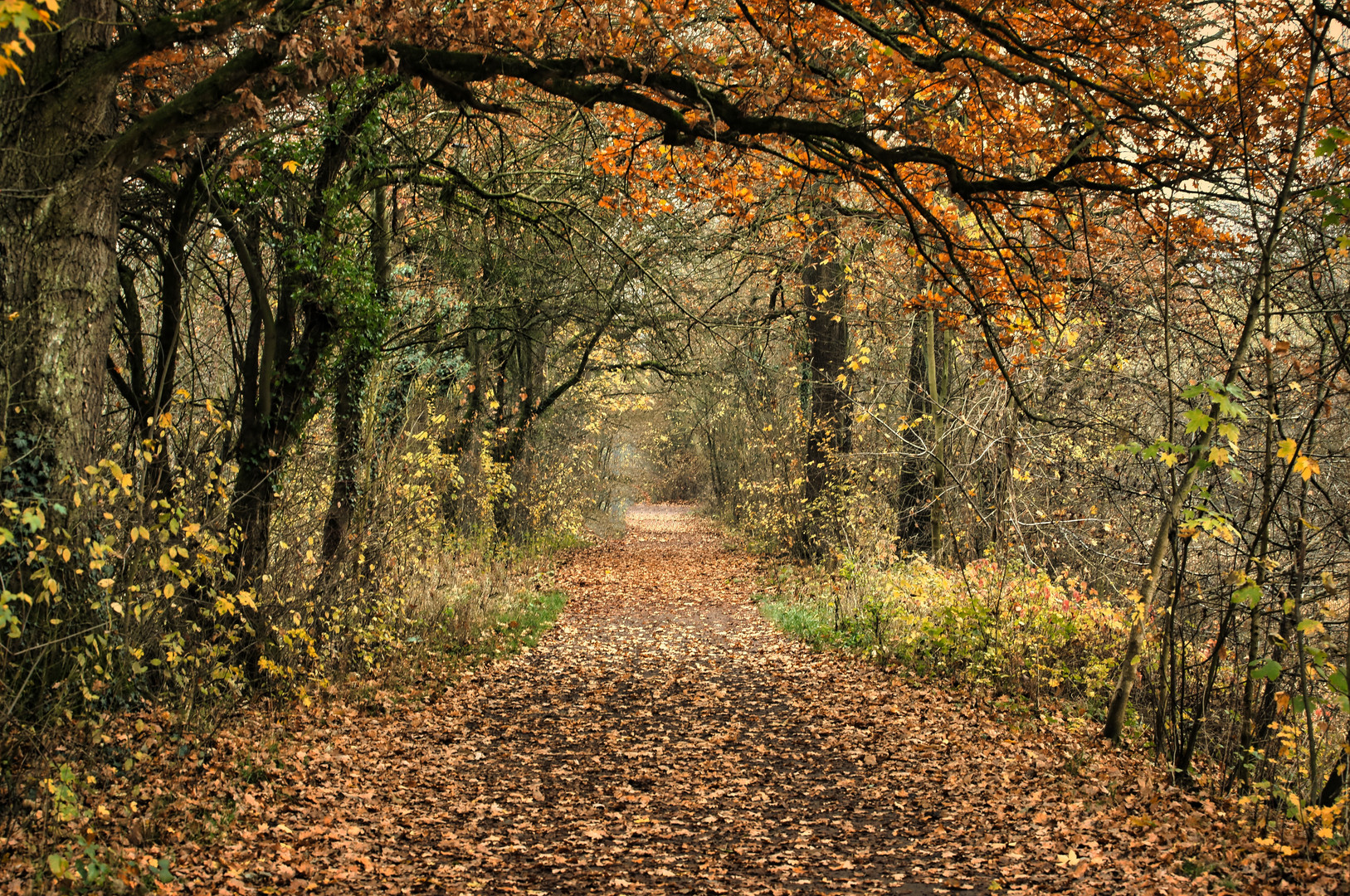 im Wald