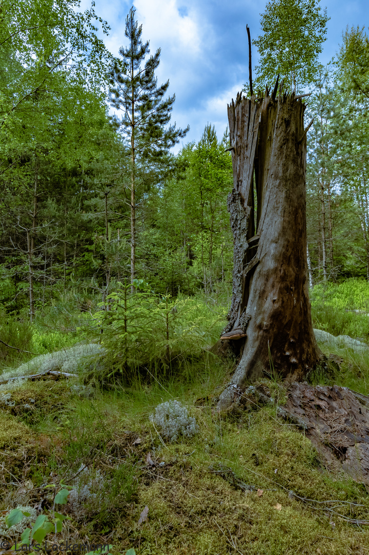 Im Wald