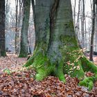 Im Wald