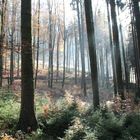 Im Wald