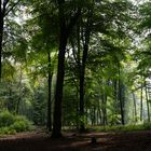 im wald