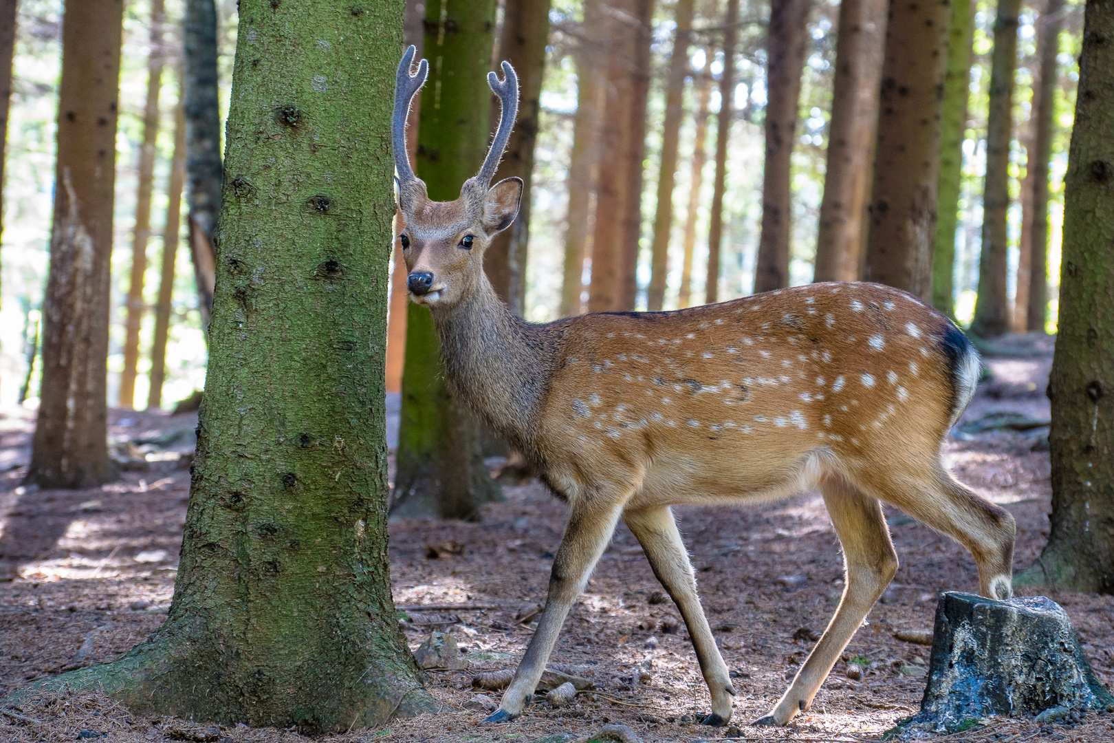 Im Wald