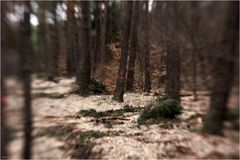 im Wald 3