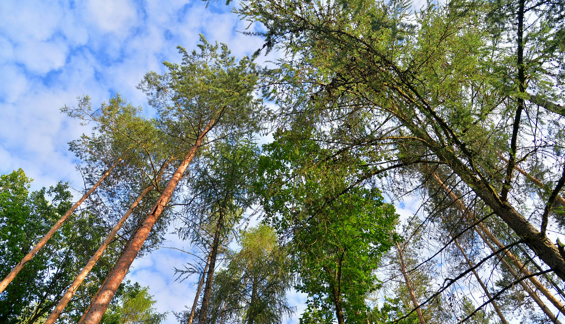 im Wald, 3 (bosque, 3)