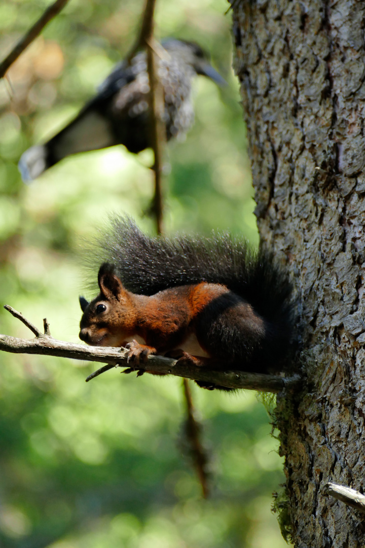 Im Wald