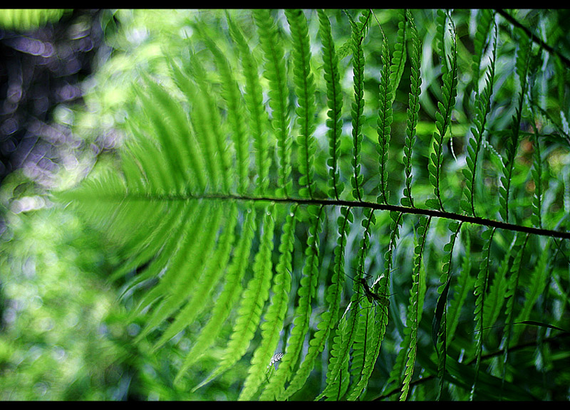 [im wald...]