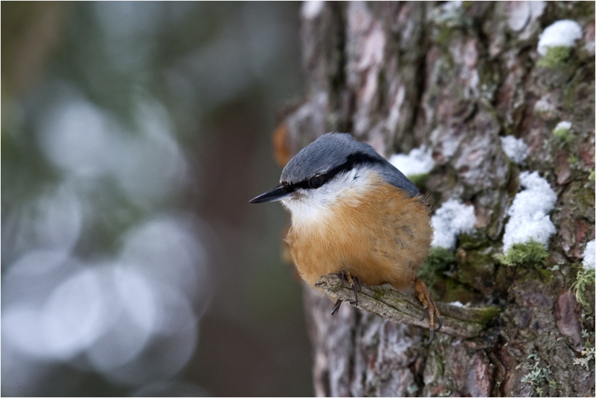 Im Wald