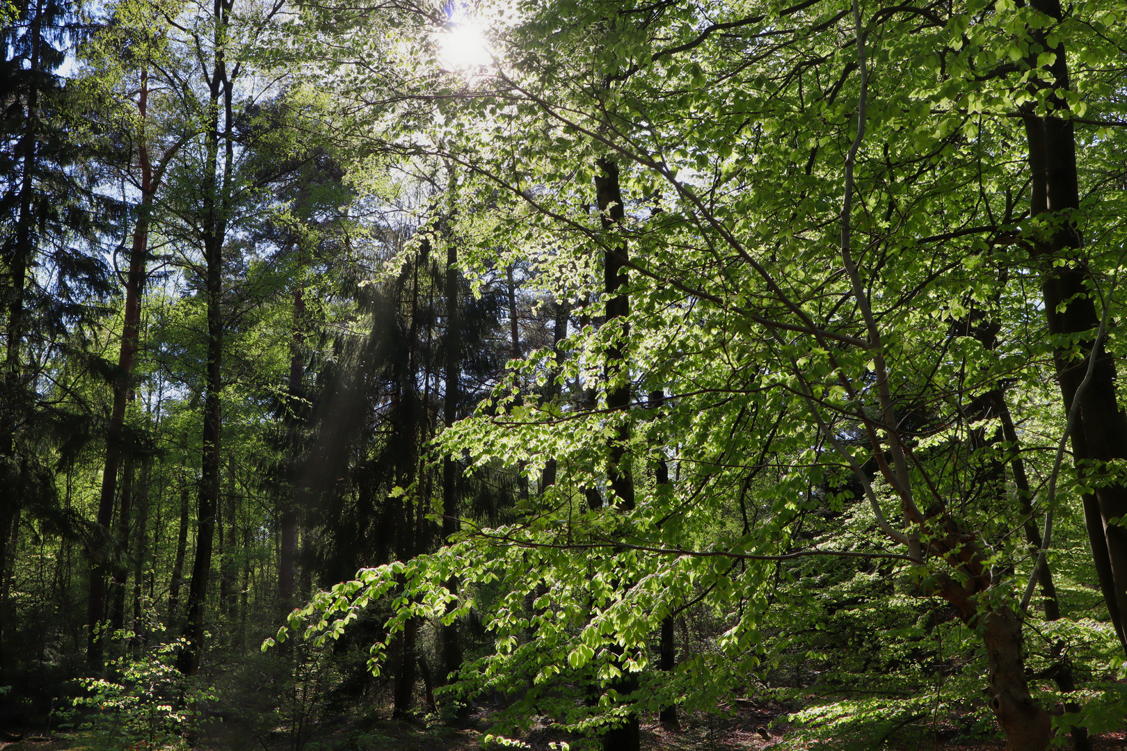 Im Wald