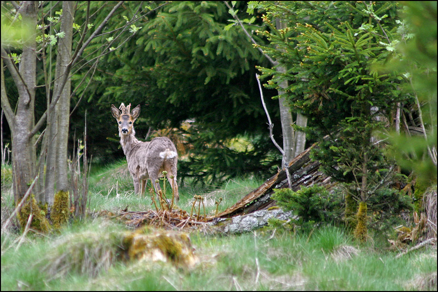 IM WALD