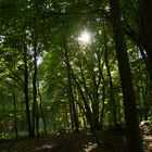 Im Wald