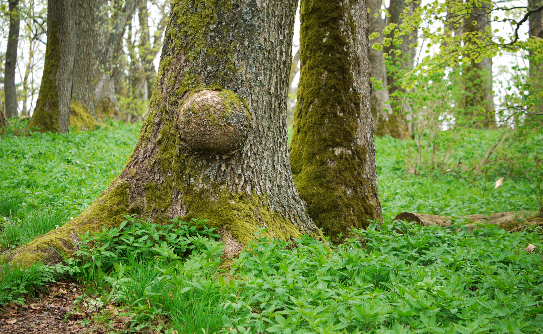 im Wald