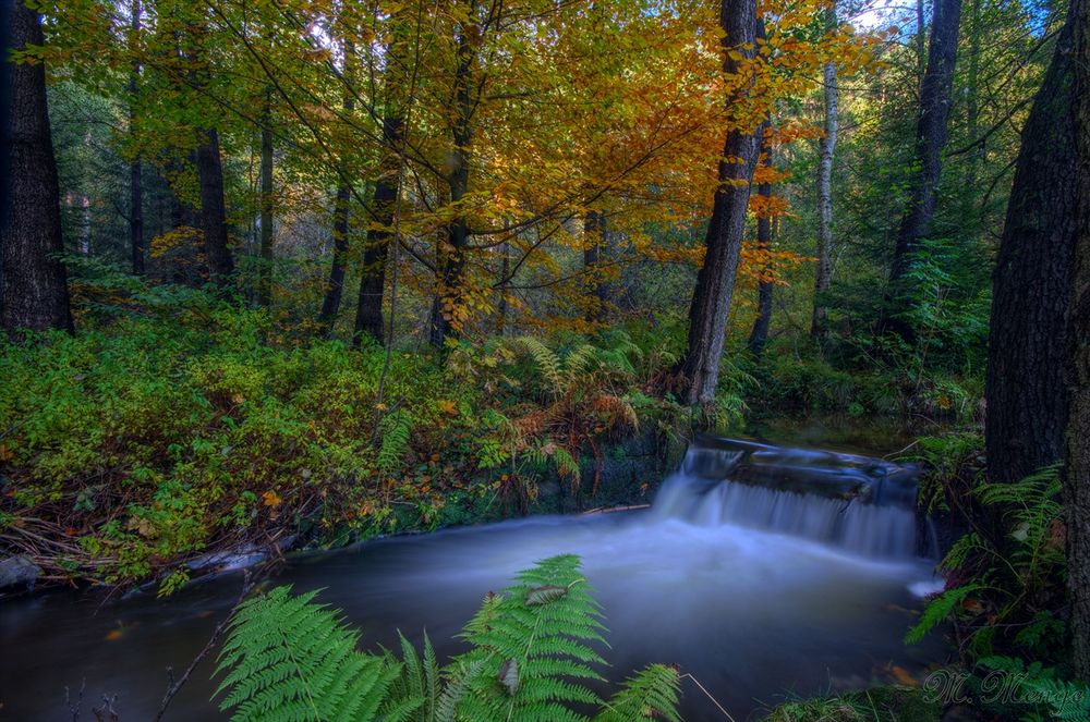 Im Wald von M.MengeFotografie