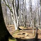 im Wald 4