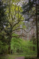 Im Wald 4