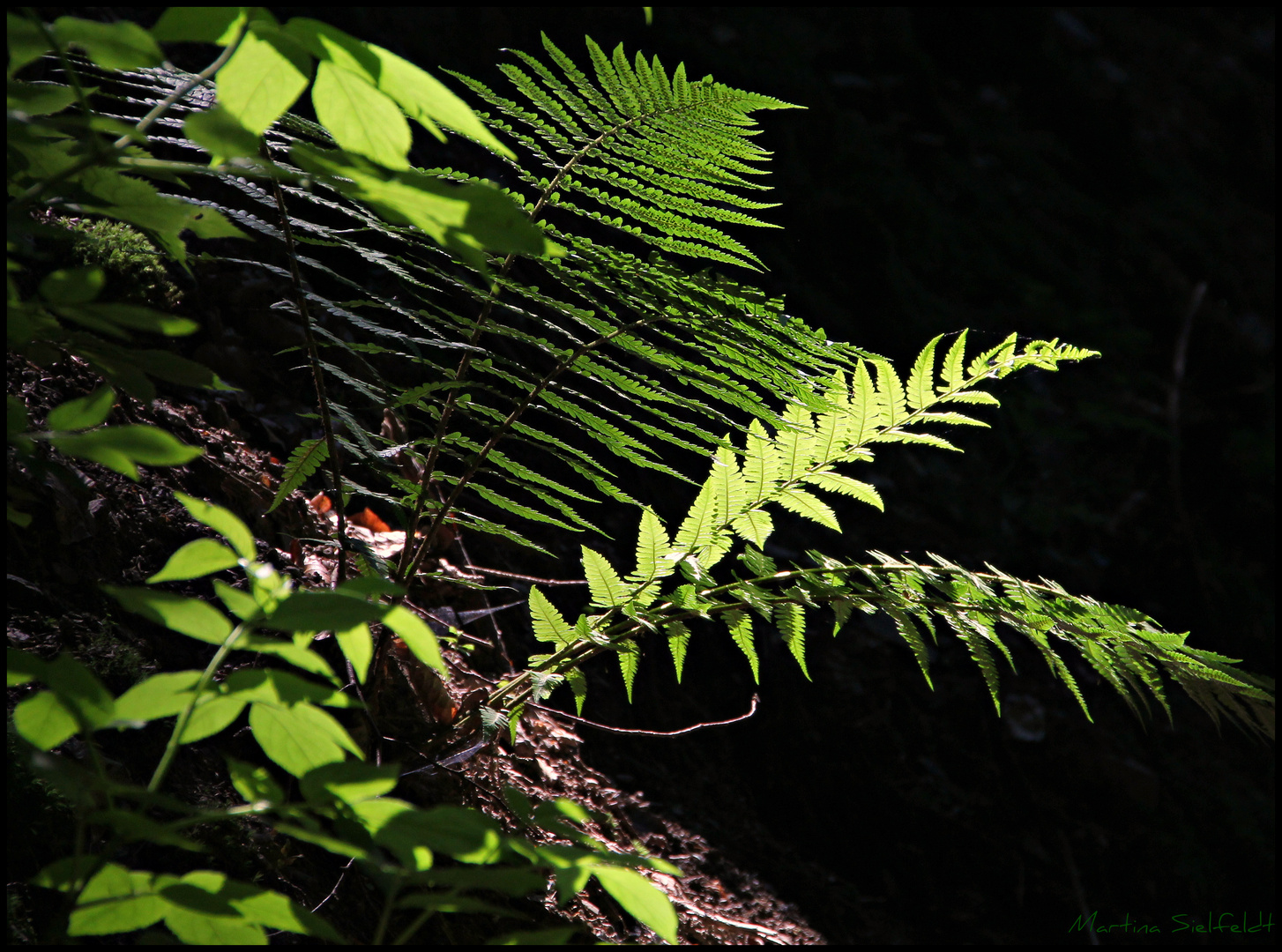 Im Wald