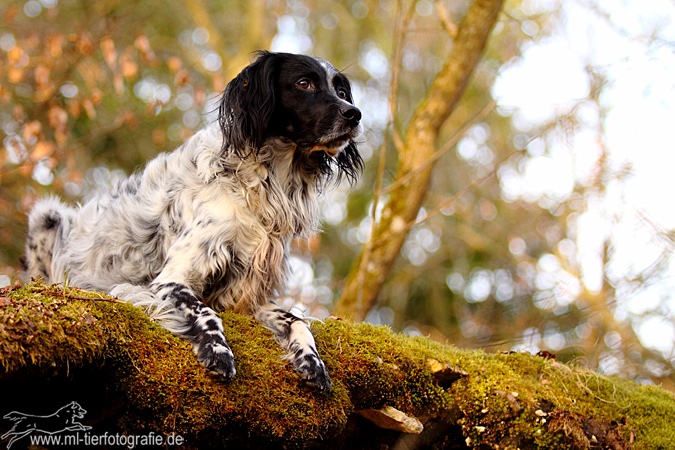 im Wald