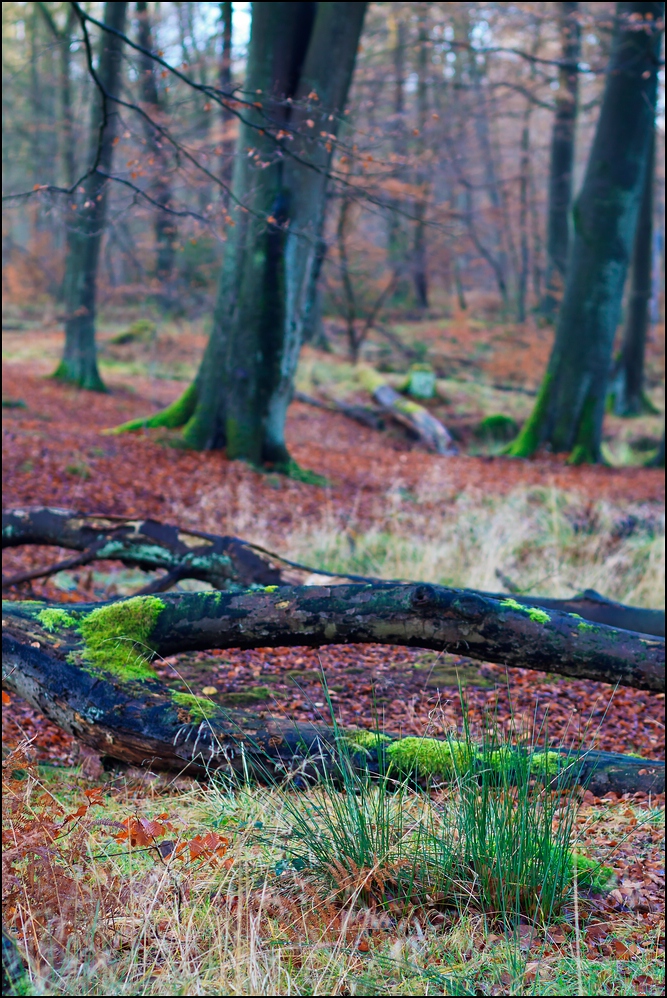 ...im Wald...