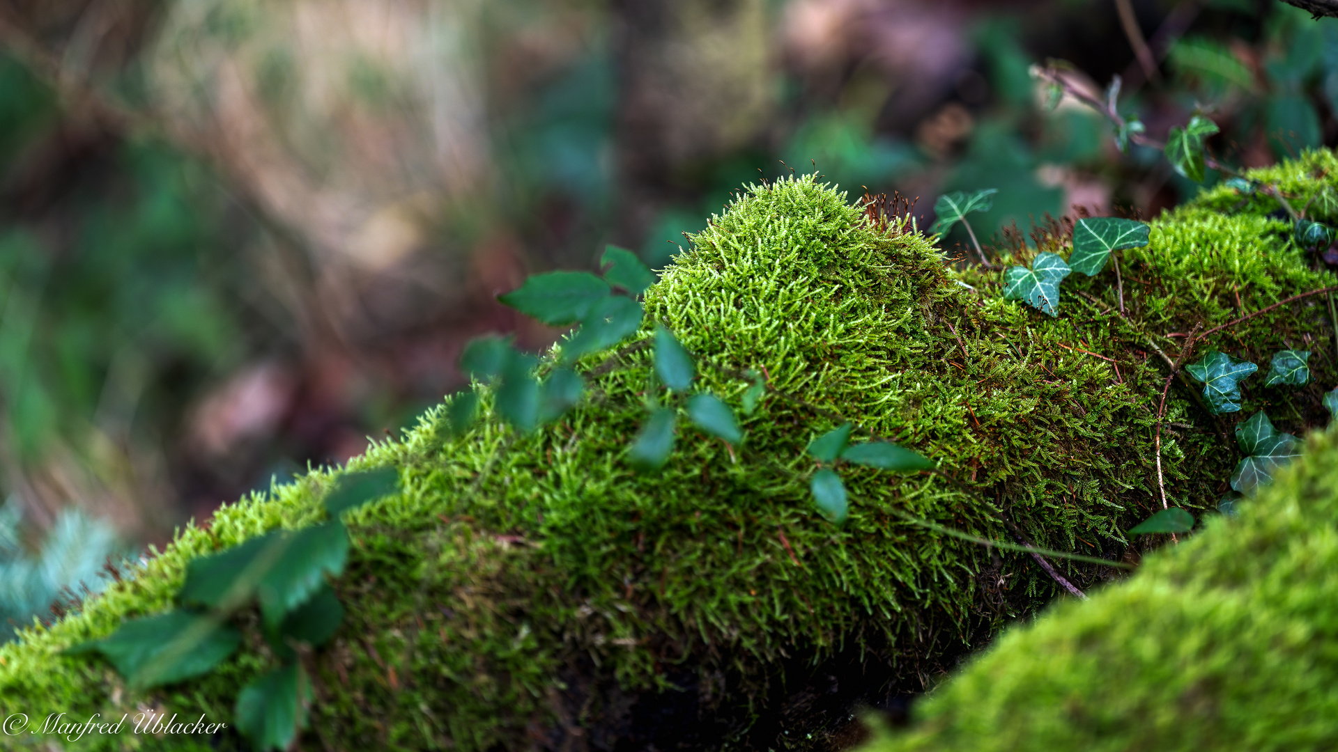 Im Wald ...