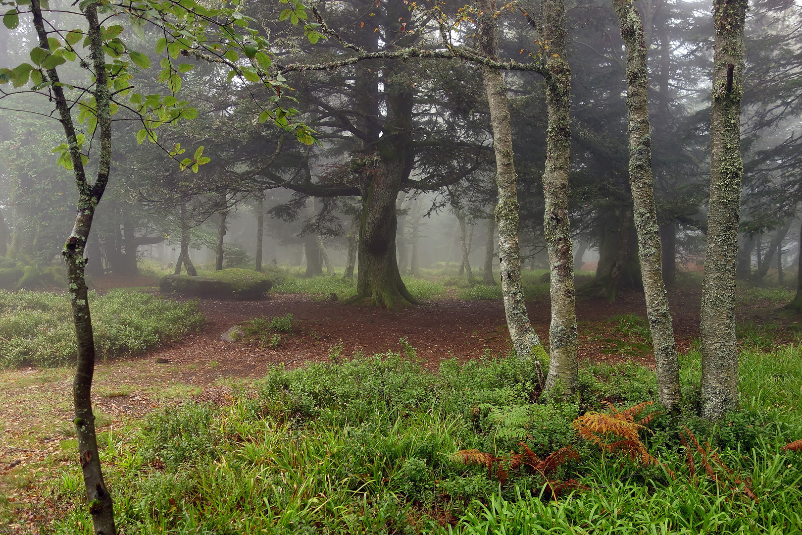 Im Wald