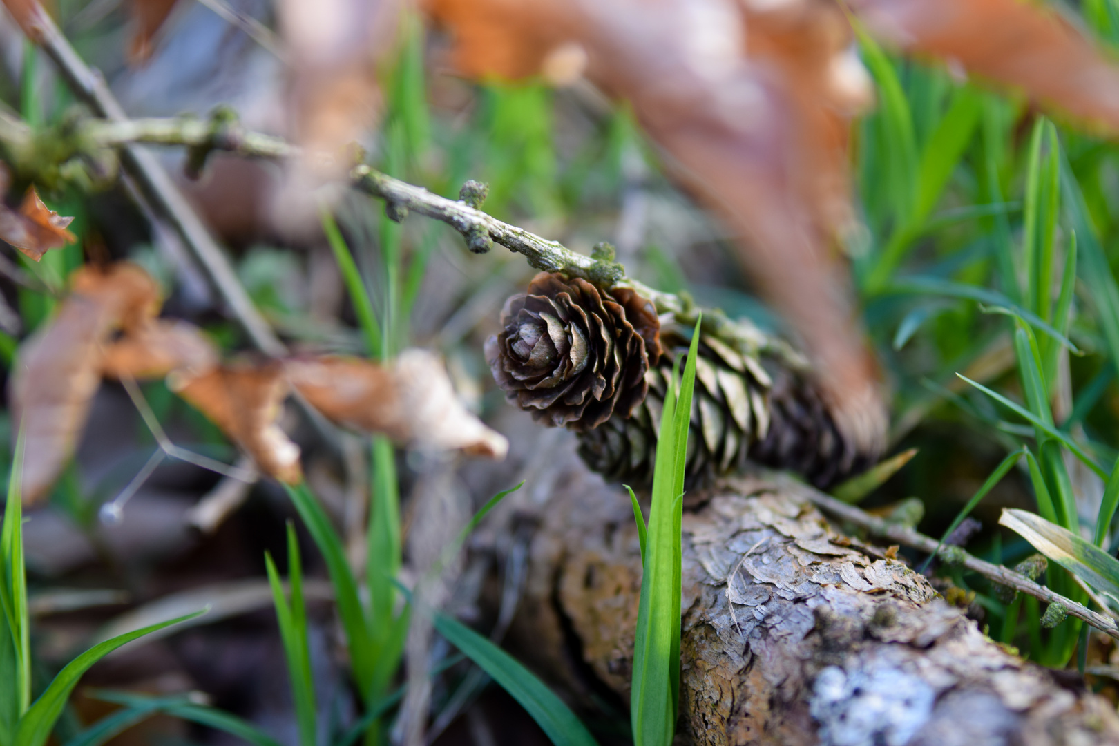 Im Wald... 