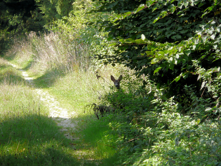 Im Wald