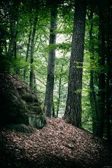 Im Wald