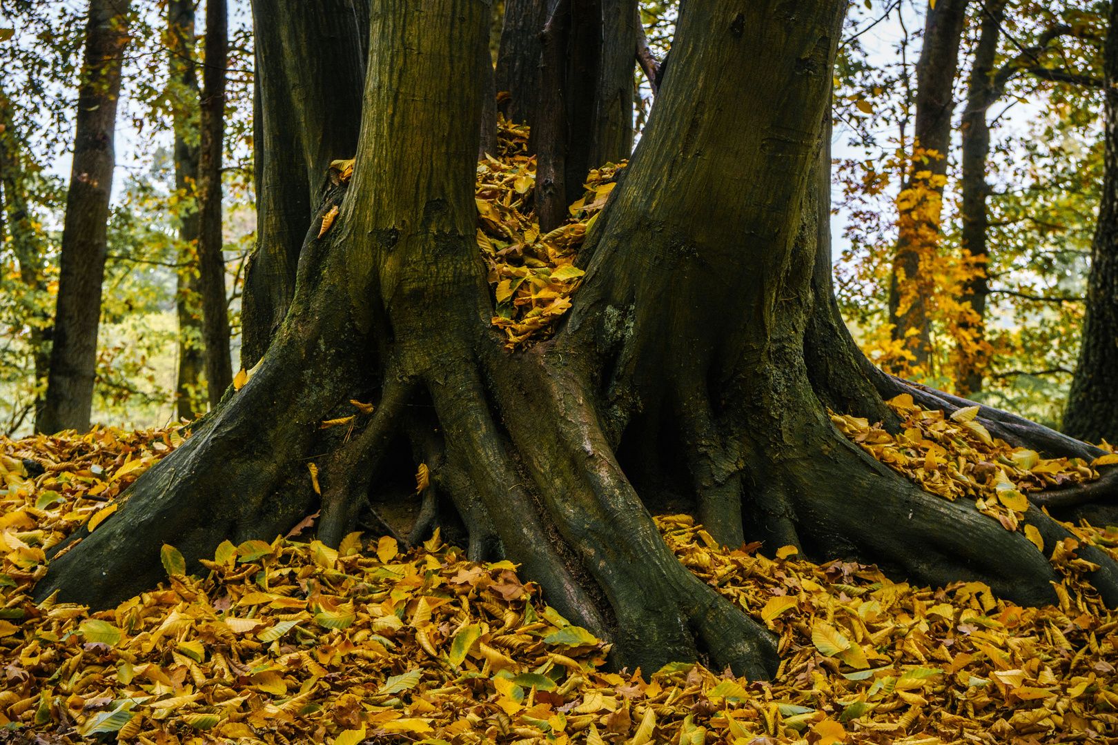 Im Wald