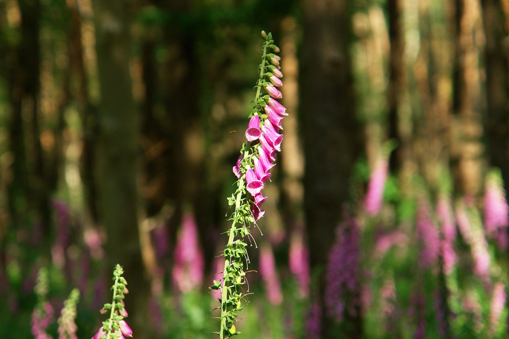 im Wald