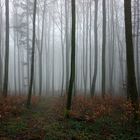 Im Wald